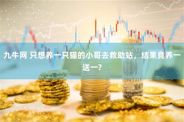 九牛网 只想养一只猫的小哥去救助站，结果竟养一送一?